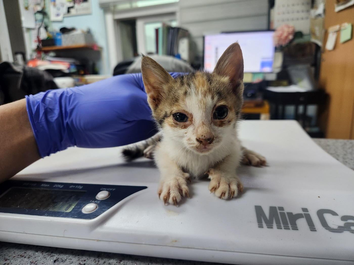 [고양이] 한국 고양이 광주-광산-2024-00445 유기동물 배경 이미지 입니다.