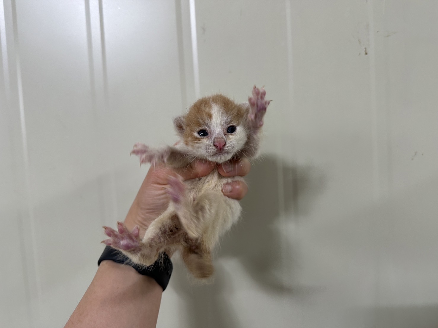 [고양이] 한국 고양이 경기-의왕-2024-00044 유기동물 배경 이미지 입니다.