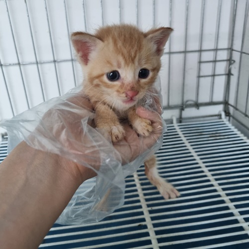 [고양이] 한국 고양이 충남-태안-2024-00430 유기동물 배경 이미지 입니다.