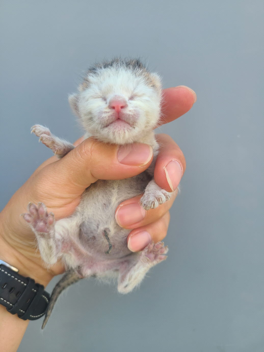 [고양이] 한국 고양이 강원-속초-2024-00155 유기동물 배경 이미지 입니다.