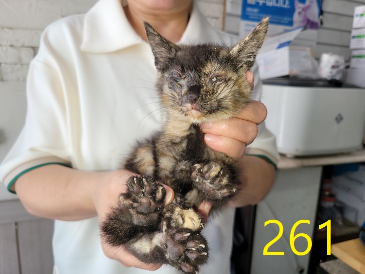 [고양이] 한국 고양이 인천-계양-2024-00262 유기동물 배경 이미지 입니다.