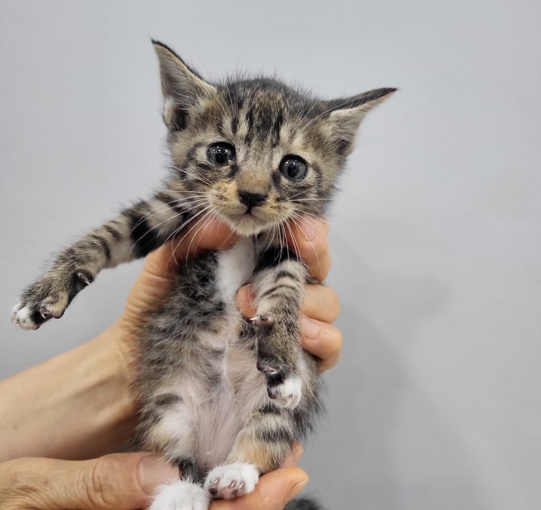 [고양이] 한국 고양이 충북-옥천-2024-00319 유기동물 배경 이미지 입니다.