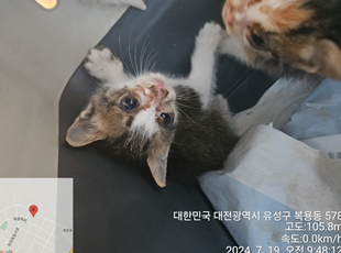 [고양이] 한국 고양이 대전-유성-2024-00228 유기동물 배경 이미지 입니다.