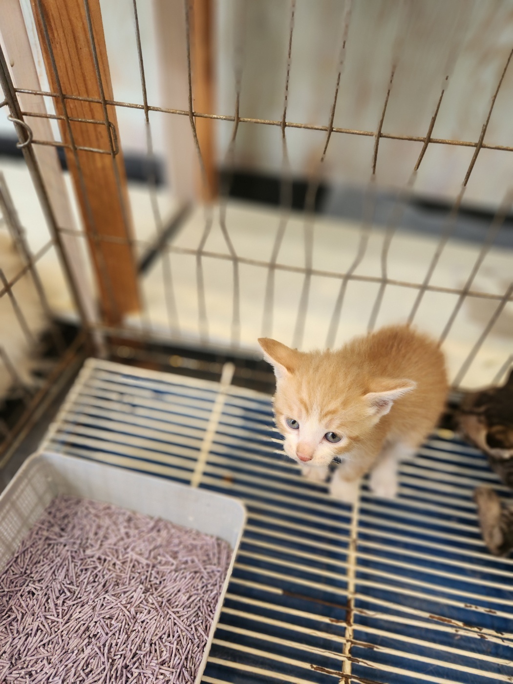 [고양이] 믹스묘 강원-정선-2024-00403 유기동물 배경 이미지 입니다.