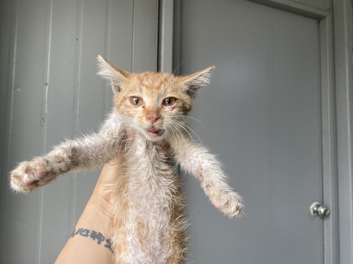 [고양이] 한국 고양이 경기-안산-2024-00594 유기동물 배경 이미지 입니다.