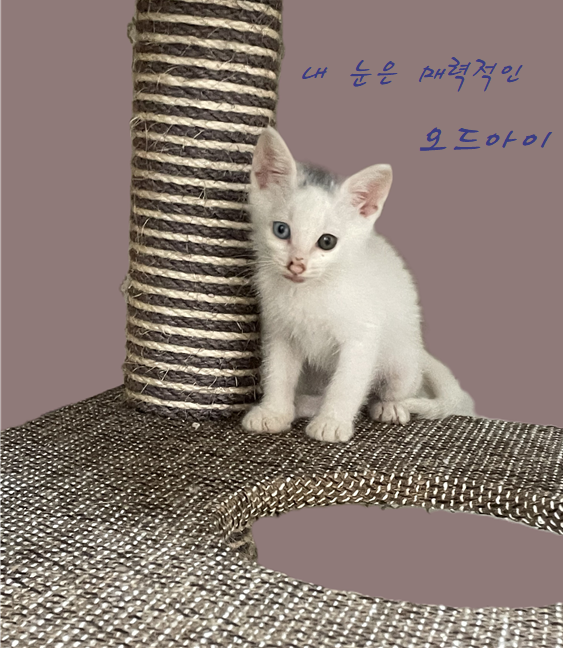 [고양이] 한국 고양이 경남-사천-2024-00348 유기동물 배경 이미지 입니다.