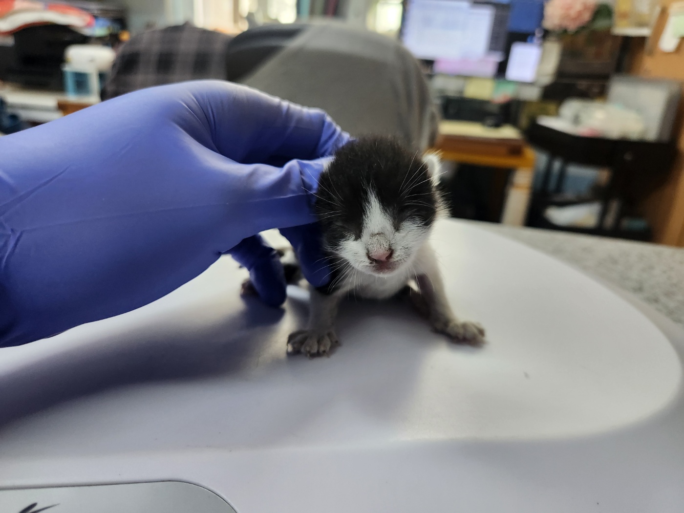 [고양이] 한국 고양이 광주-서구-2024-00240 유기동물 배경 이미지 입니다.