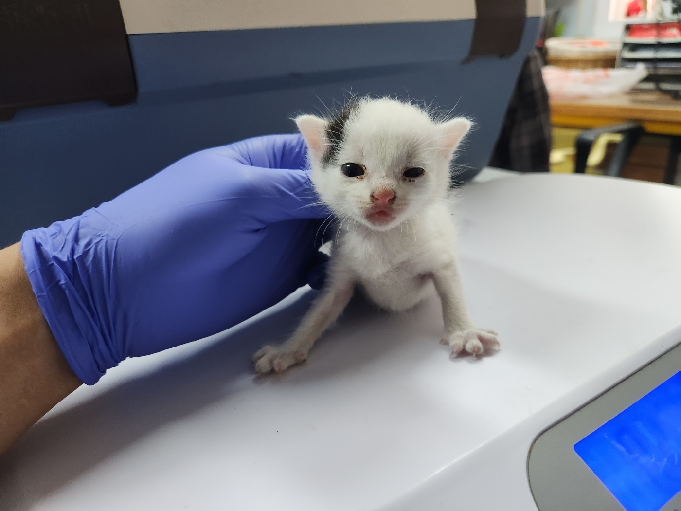 [고양이] 한국 고양이 광주-동구-2024-00127 유기동물 배경 이미지 입니다.