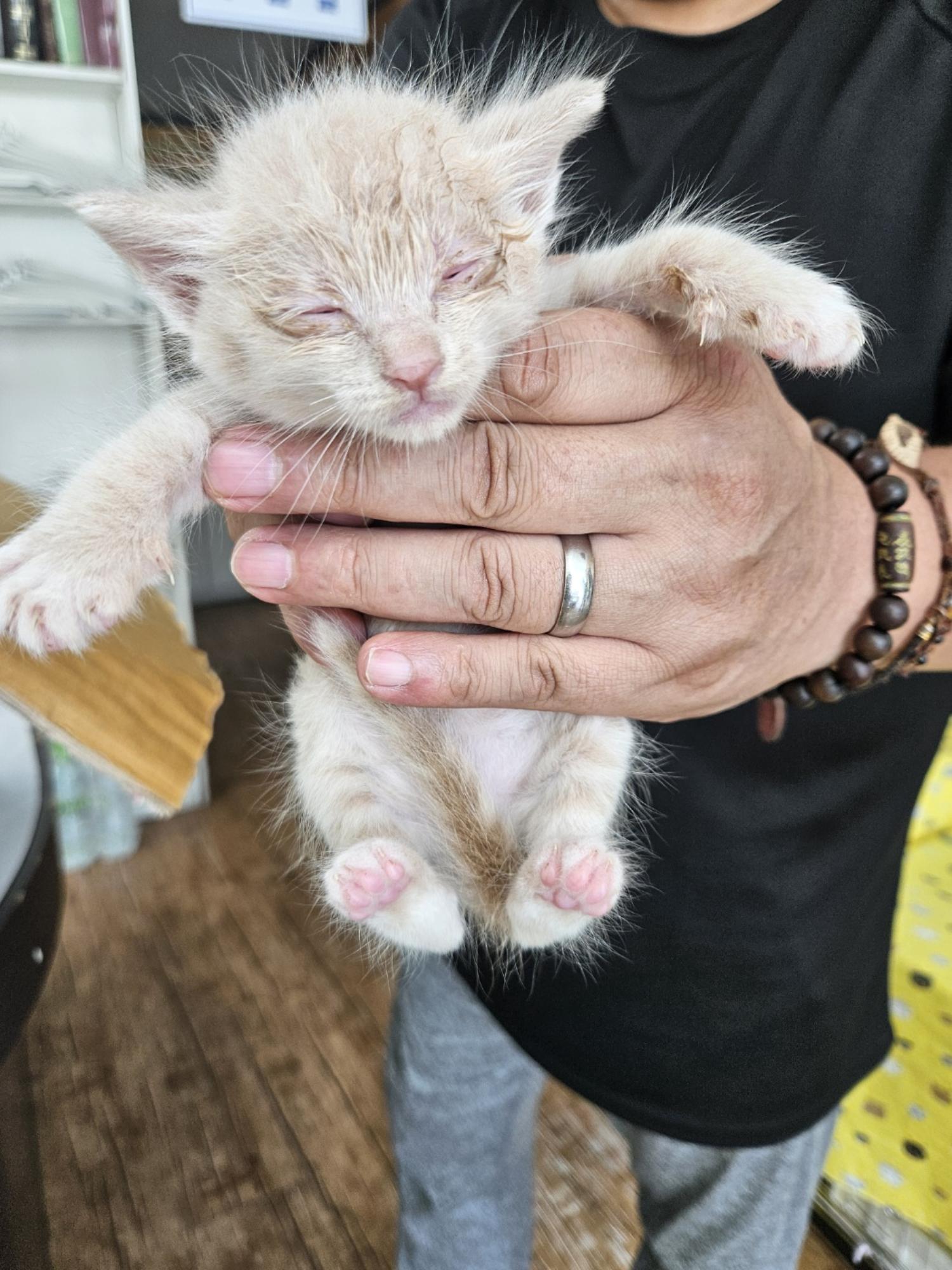 [고양이] 믹스묘 강원-정선-2024-00450 유기동물 배경 이미지 입니다.