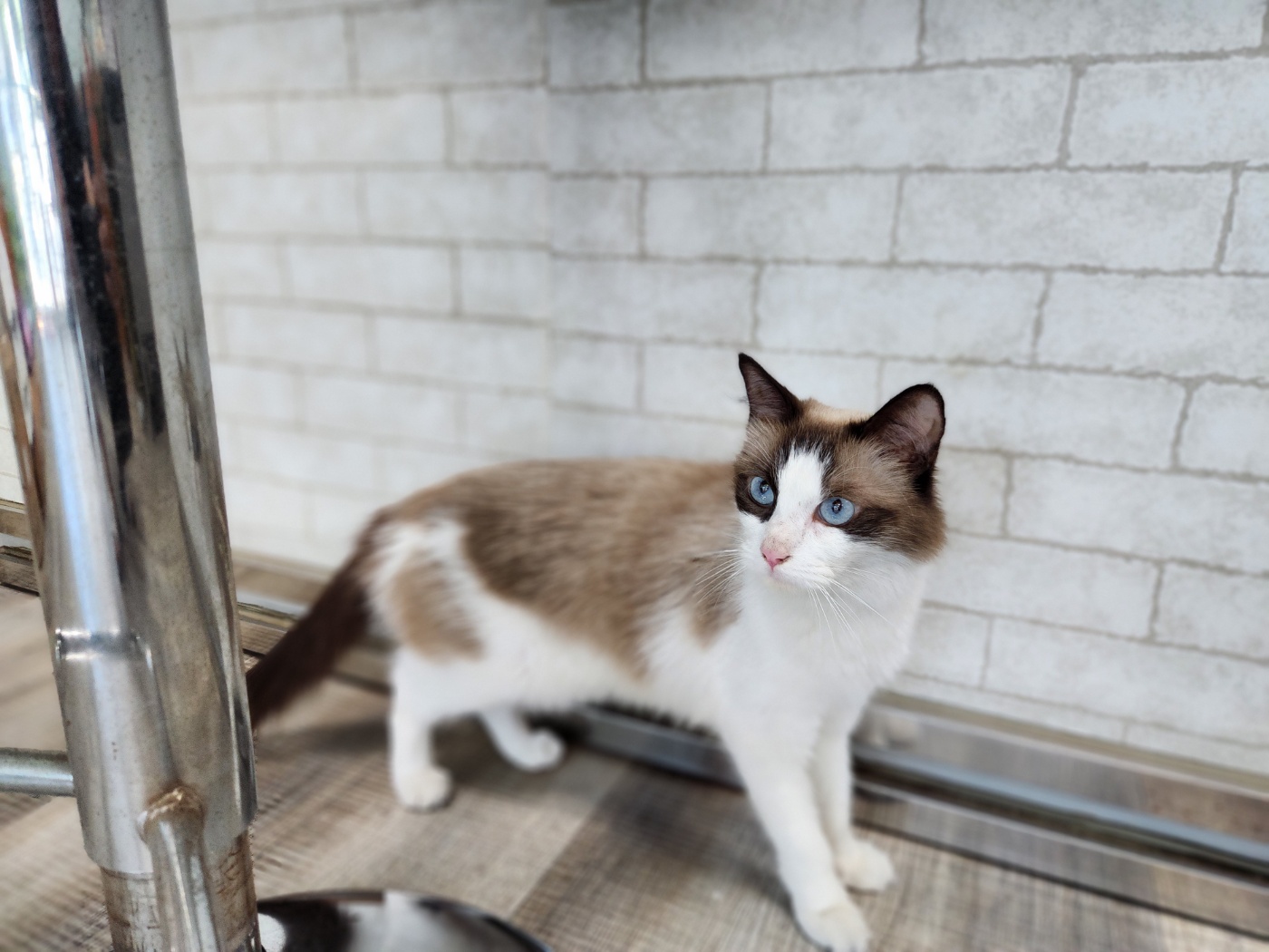 [고양이] 레그돌 경북-칠곡-2024-00146 유기동물 배경 이미지 입니다.