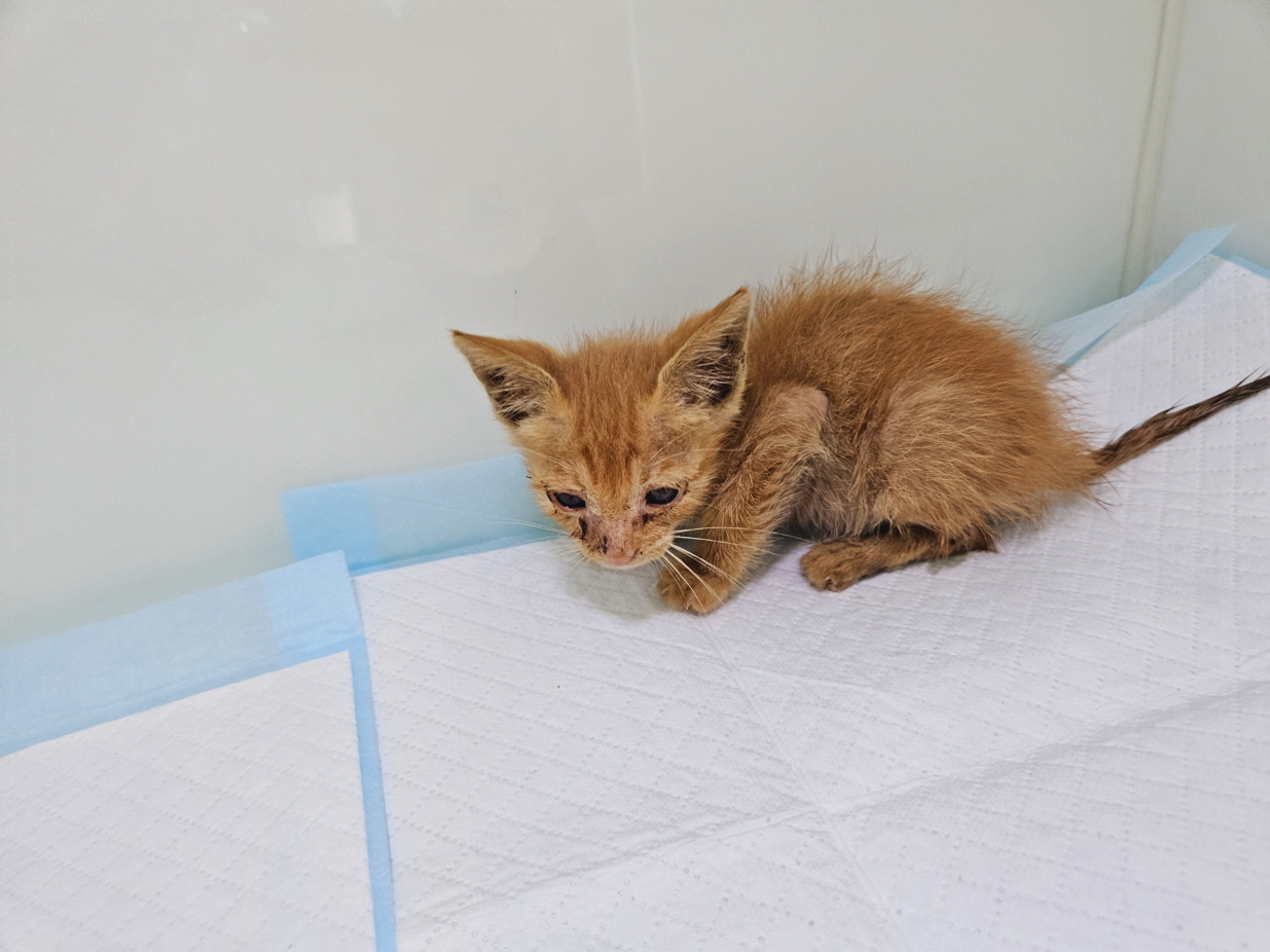 [고양이] 한국 고양이 서울-용산-2024-00151 유기동물 배경 이미지 입니다.