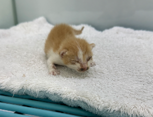 [고양이] 한국 고양이 울산-동구-2024-00131 유기동물 배경 이미지 입니다.