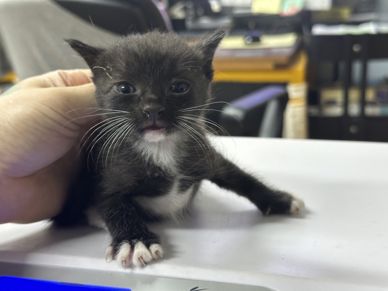 [고양이] 한국 고양이 광주-북구-2024-00479 유기동물 배경 이미지 입니다.