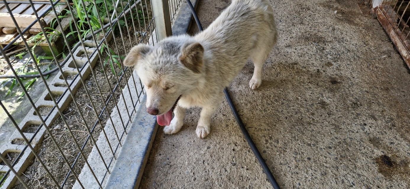 산청동물보호센터_448545202400347