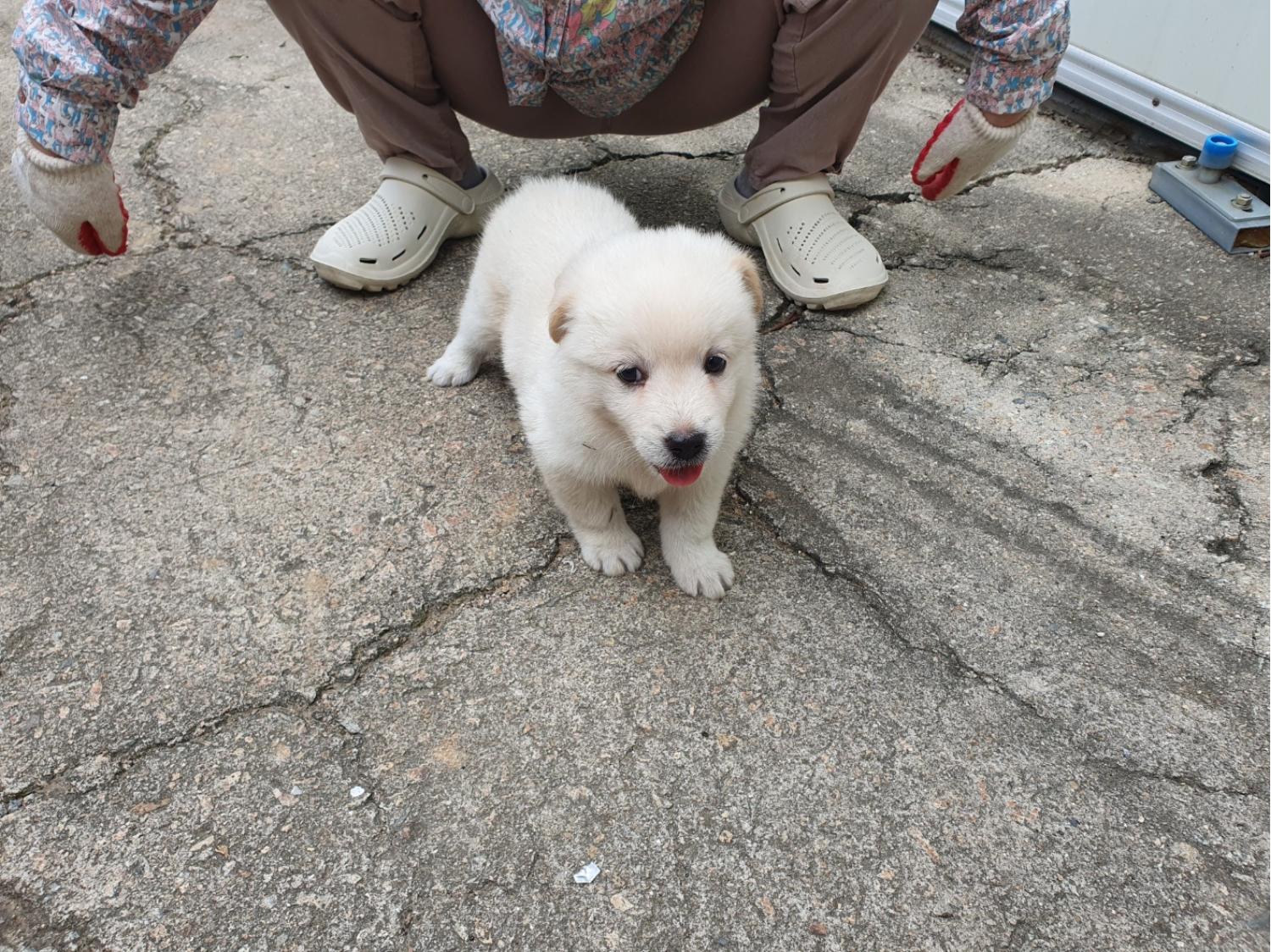 학교동물임시보호센터_446496202400383