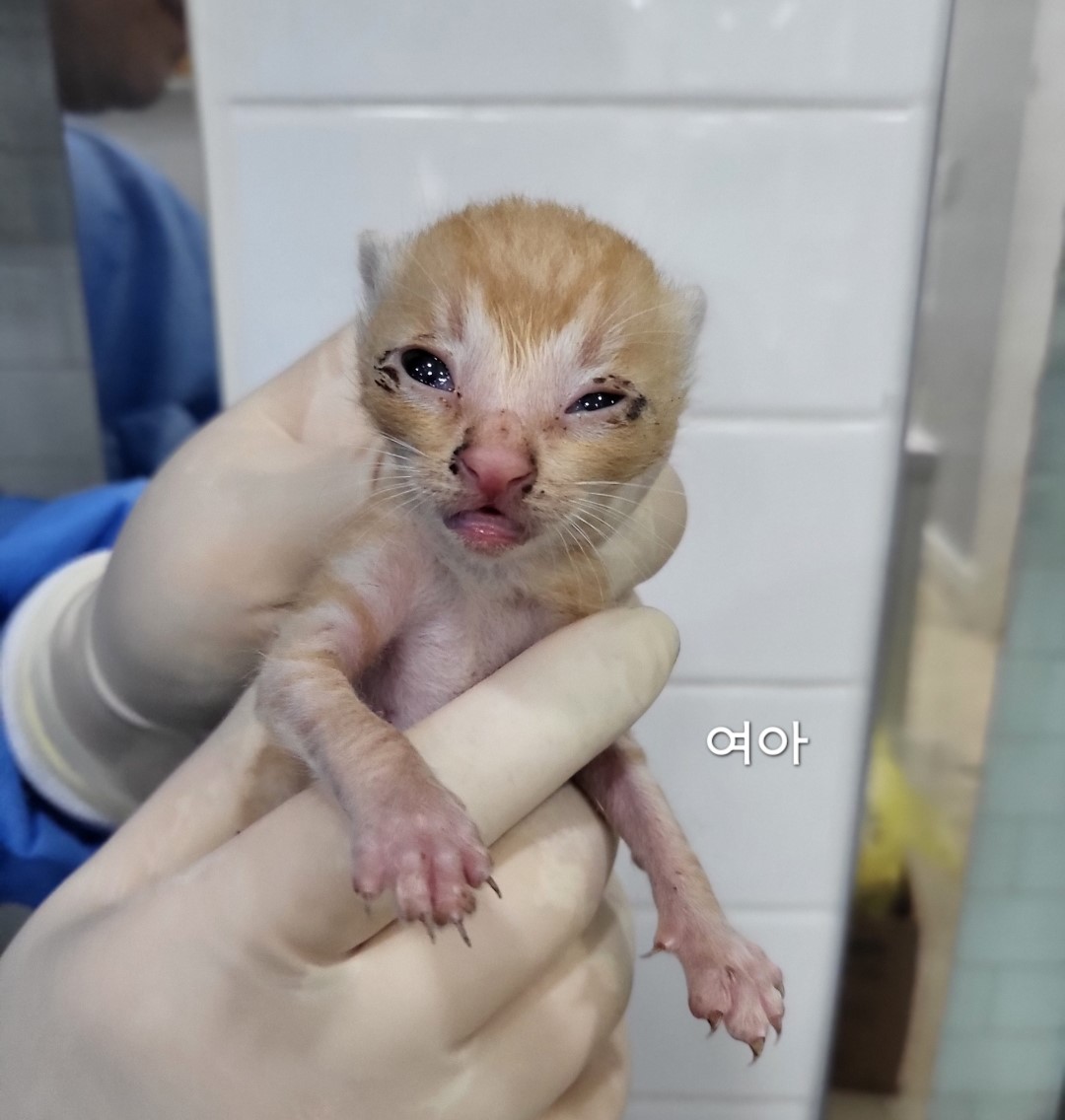 [고양이] 한국 고양이 충북-옥천-2024-00363 유기동물 배경 이미지 입니다.