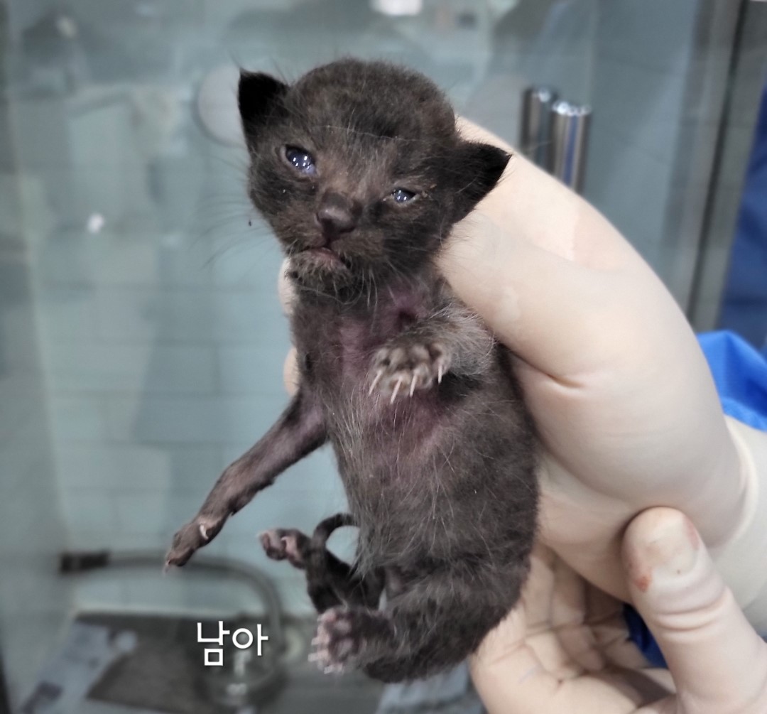 [고양이] 한국 고양이 충북-옥천-2024-00360 유기동물 배경 이미지 입니다.