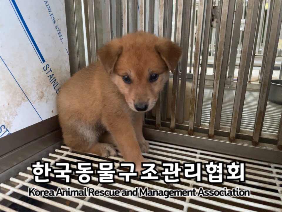 한국동물구조관리협회_441404202400410