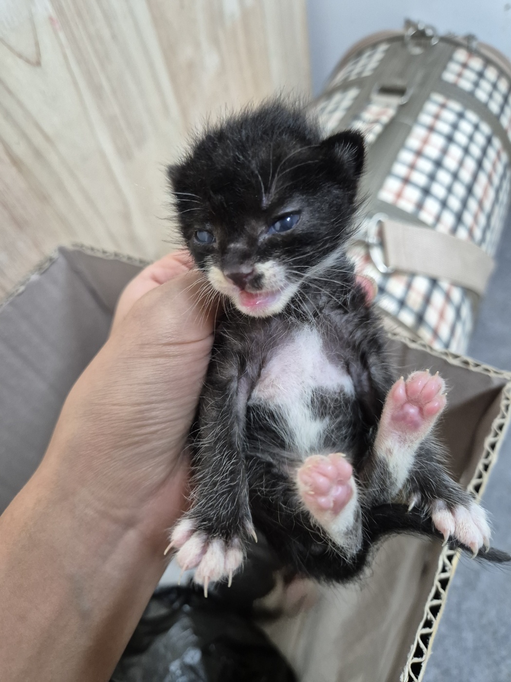 [고양이] 한국 고양이 경기-화성-2024-01192 유기동물 배경 이미지 입니다.