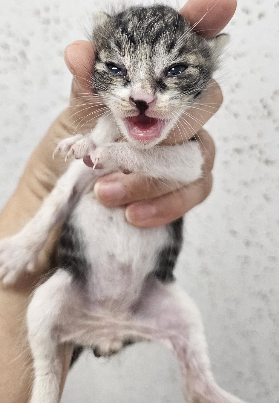 [고양이] 한국 고양이 강원-강릉-2024-00334 유기동물 배경 이미지 입니다.