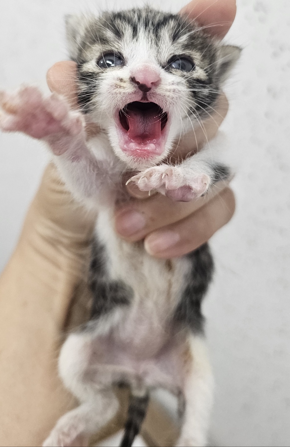 [고양이] 한국 고양이 강원-강릉-2024-00336 유기동물 배경 이미지 입니다.