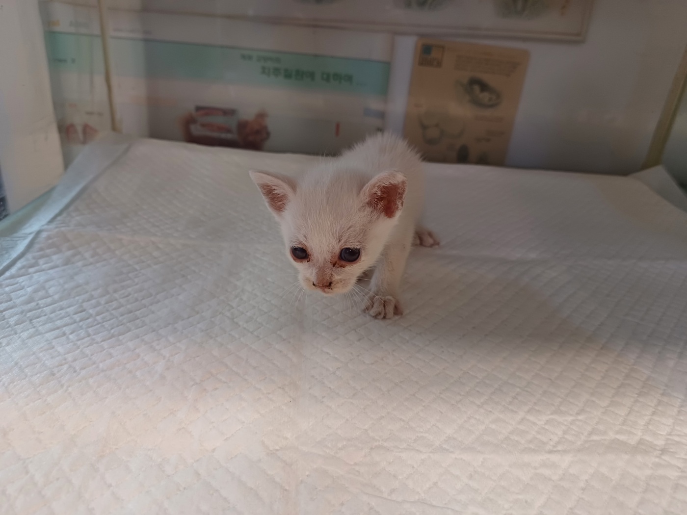 [고양이] 한국 고양이 전북-전주-2024-01019 유기동물 배경 이미지 입니다.