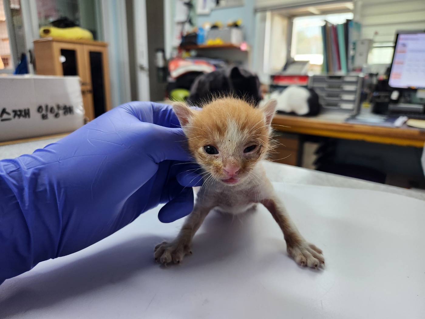 [고양이] 한국 고양이 광주-서구-2024-00270 유기동물 배경 이미지 입니다.