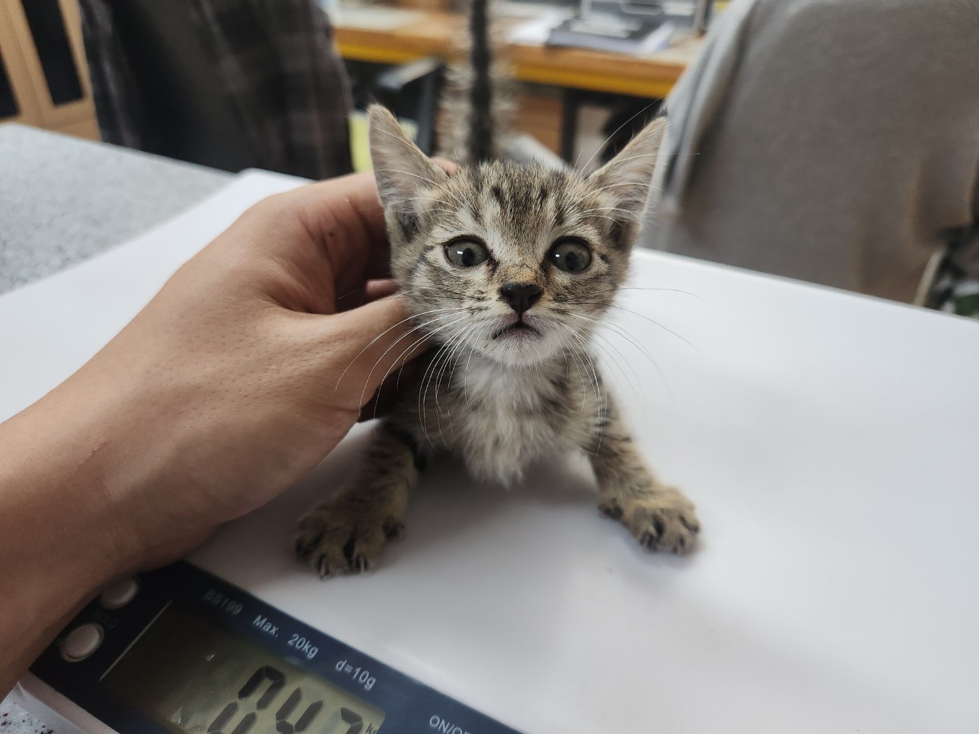 [고양이] 한국 고양이 광주-서구-2024-00272 유기동물 배경 이미지 입니다.