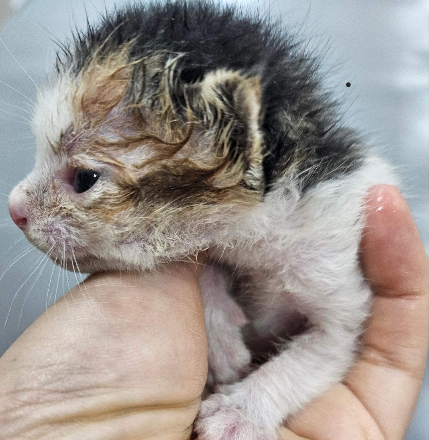 [고양이] 한국 고양이 경남-합천-2024-00312 유기동물 배경 이미지 입니다.