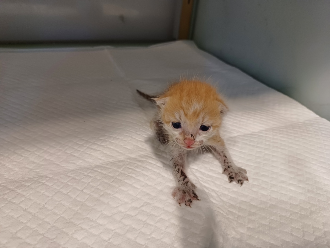 [고양이] 한국 고양이 전북-전주-2024-01053 유기동물 배경 이미지 입니다.