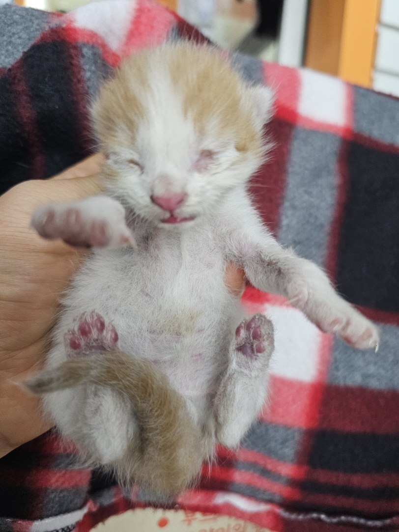 [고양이] 한국 고양이 충남-보령-2024-00488 유기동물 배경 이미지 입니다.