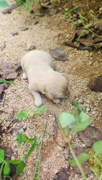 익산유기동물보호소_445468202402244