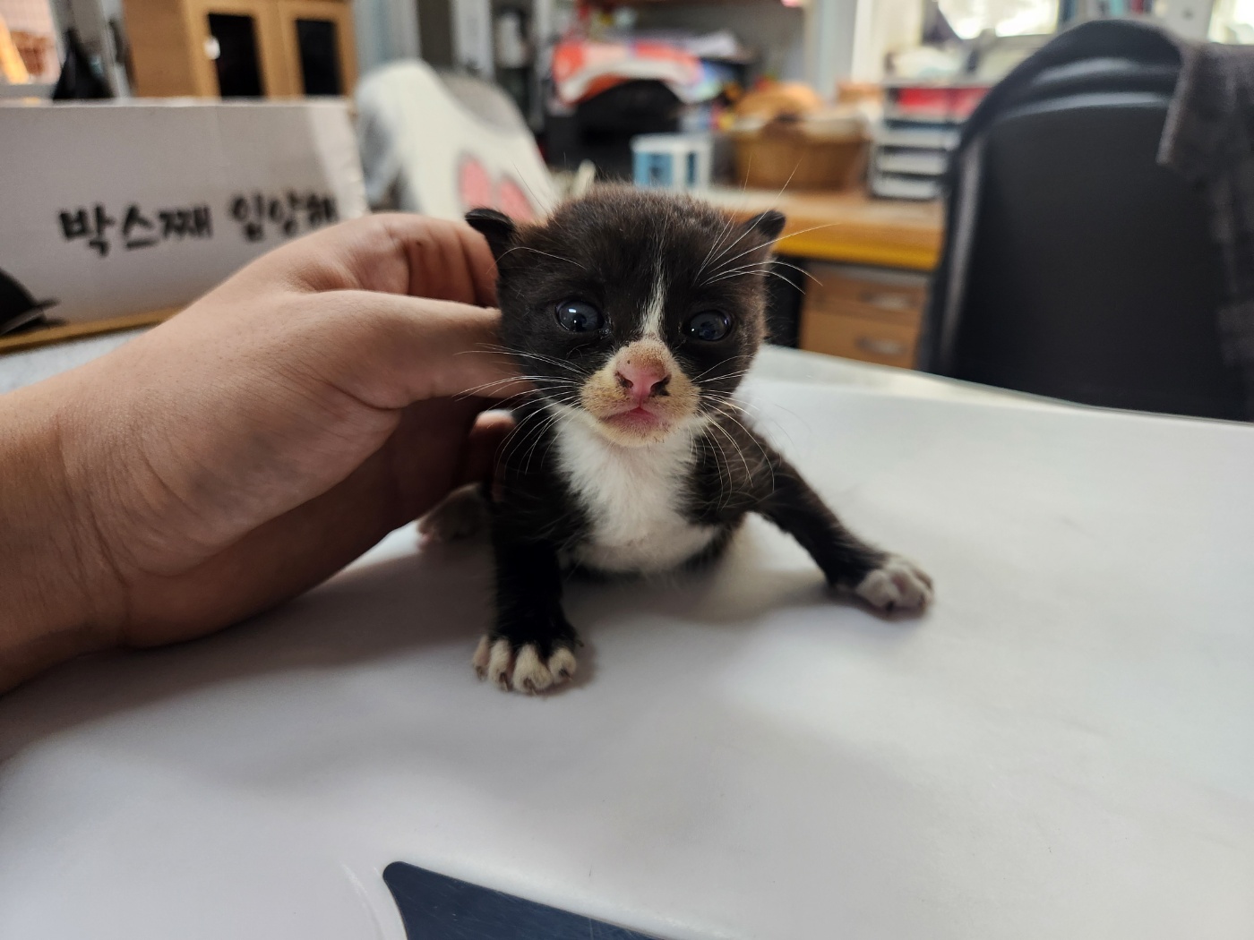 [고양이] 한국 고양이 광주-서구-2024-00290 유기동물 배경 이미지 입니다.