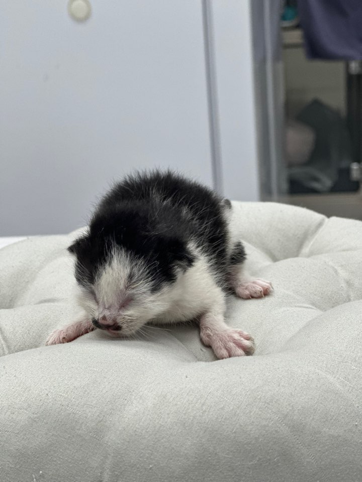 [고양이] 한국 고양이 경기-부천-2024-00489 유기동물 배경 이미지 입니다.