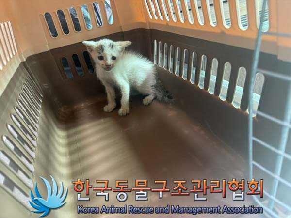 [고양이] 한국 고양이 서울-강서-2024-00157 유기동물 배경 이미지 입니다.