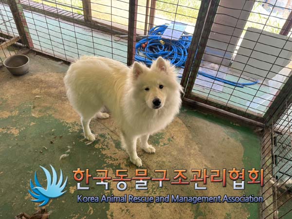 한국동물구조관리협회_441559202400934