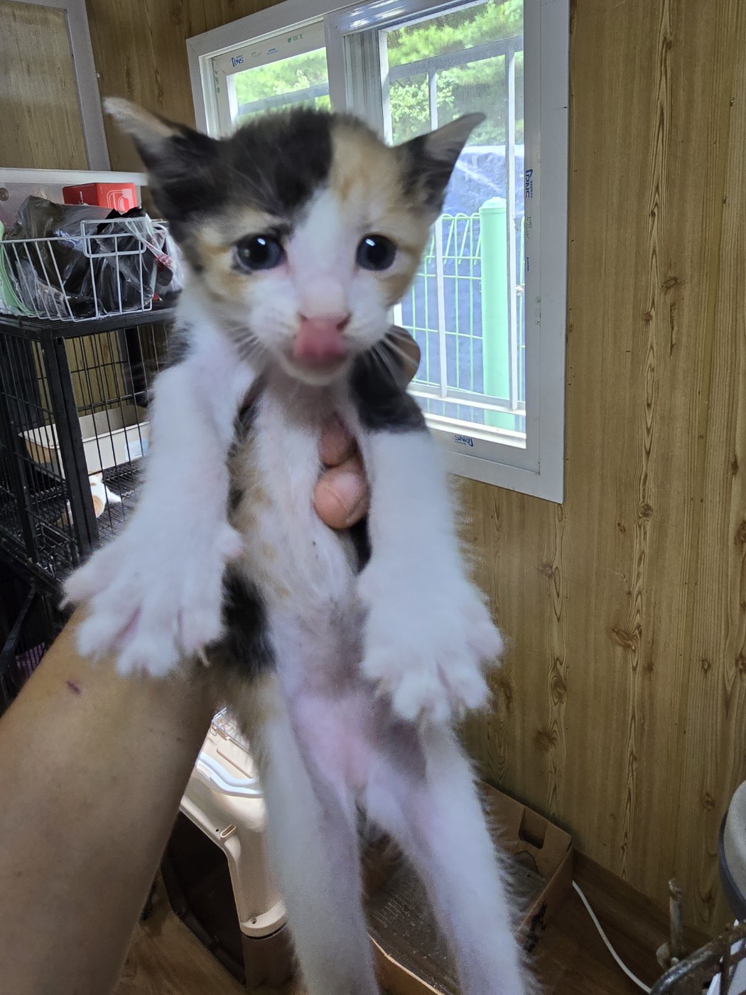 [고양이] 한국 고양이 경남-밀양-2024-00823 유기동물 배경 이미지 입니다.