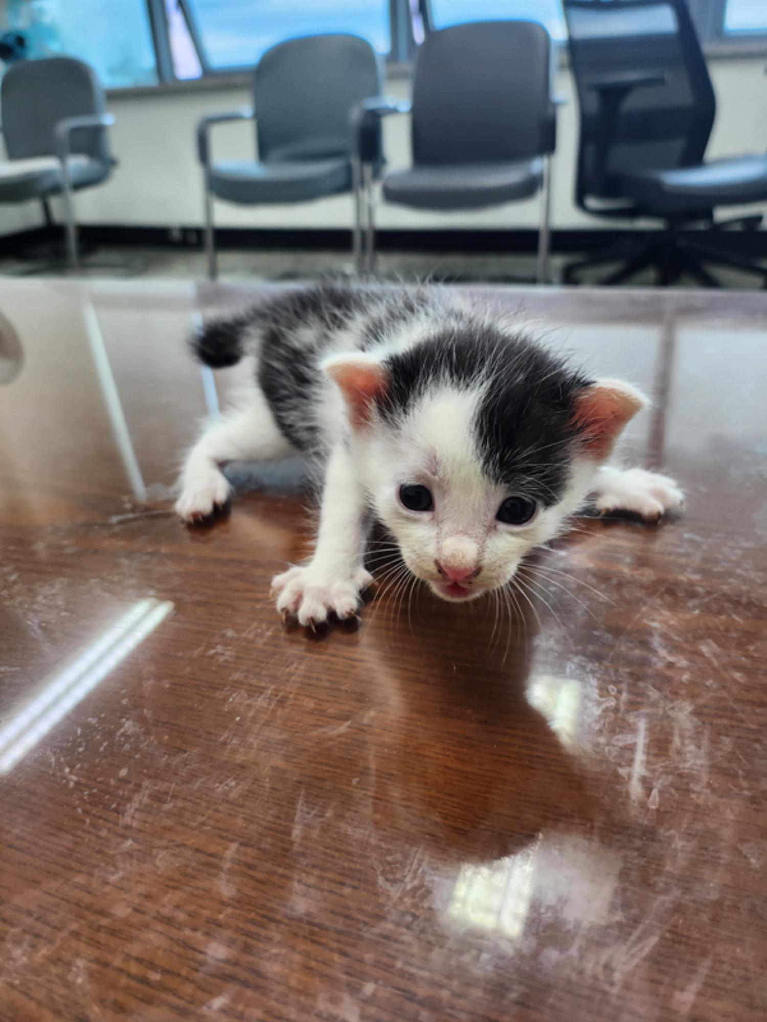 [고양이] 한국 고양이 강원-고성-2024-00171 유기동물 배경 이미지 입니다.