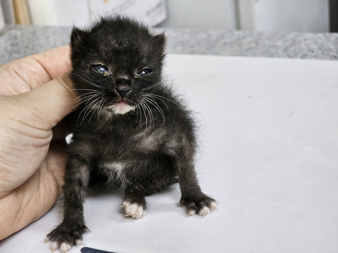 [고양이] 한국 고양이 광주-남구-2024-00288 유기동물 배경 이미지 입니다.