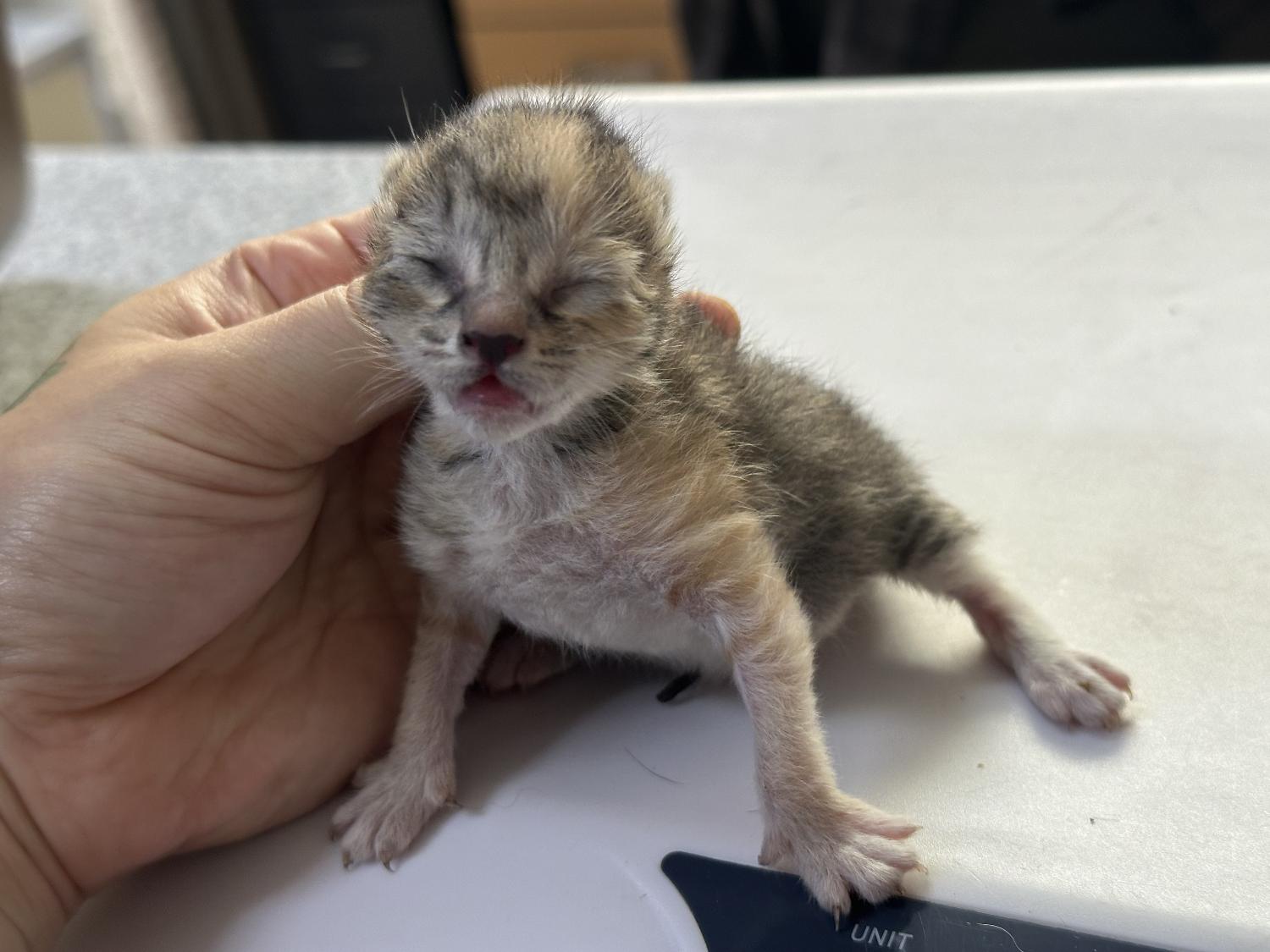 [고양이] 한국 고양이 광주-서구-2024-00302 유기동물 배경 이미지 입니다.