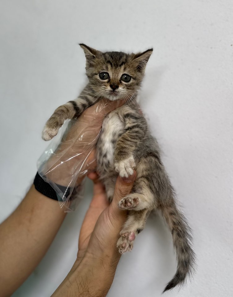 [고양이] 한국 고양이 충북-청주-2024-00757 유기동물 배경 이미지 입니다.