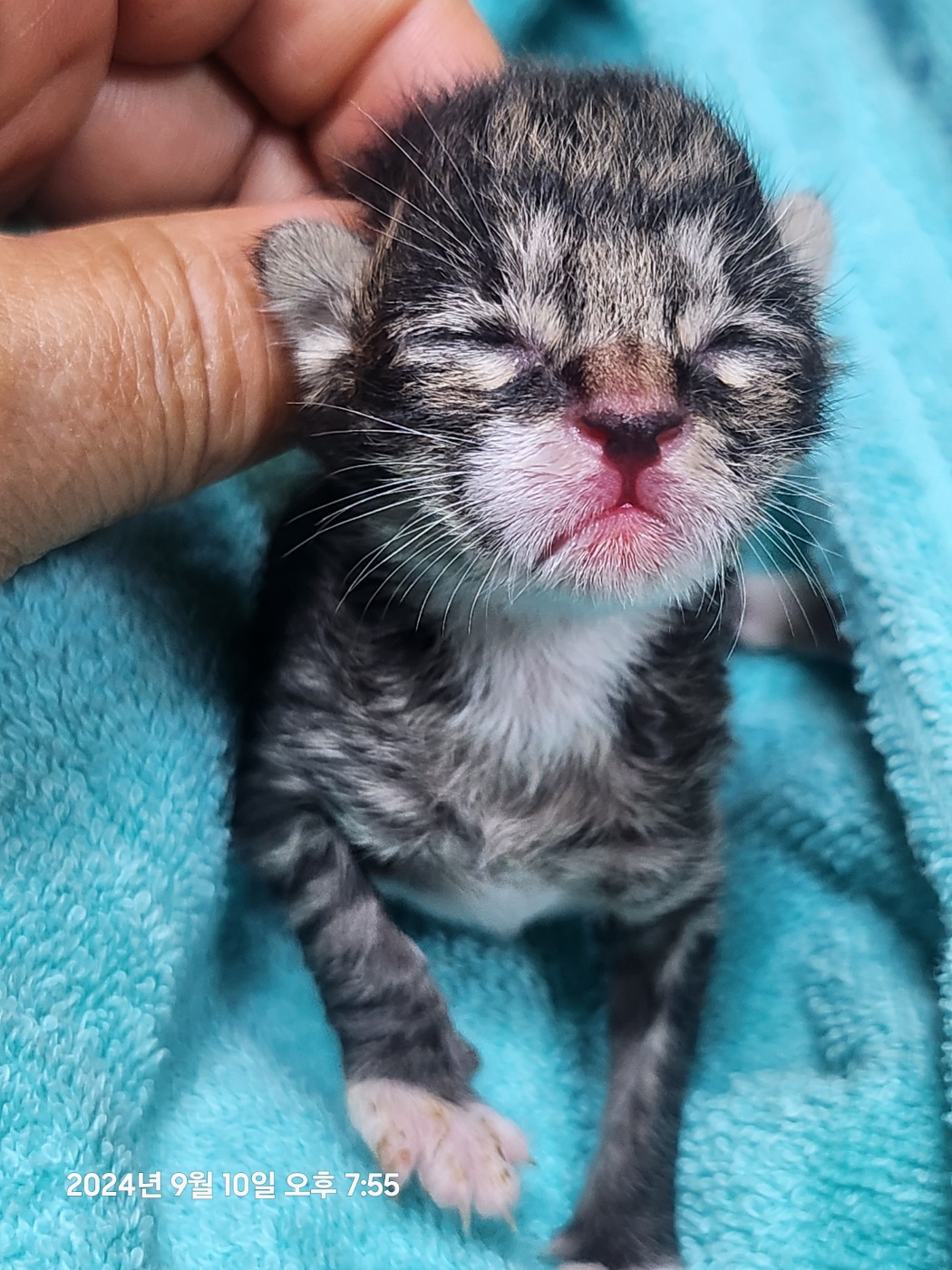 [고양이] 한국 고양이 울산-북구-2024-00280 유기동물 배경 이미지 입니다.