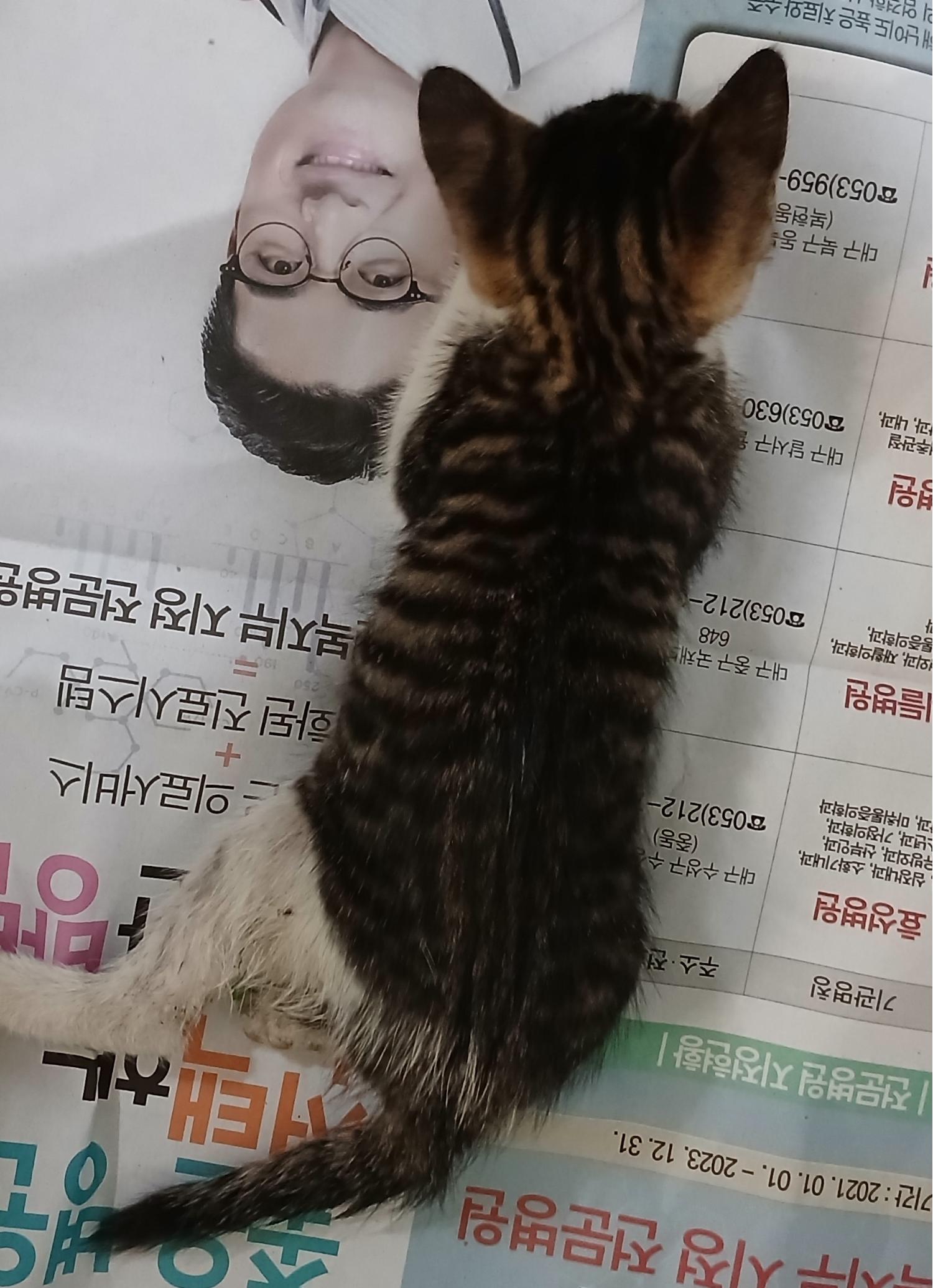 대구유기동물보호센터_427342202400810