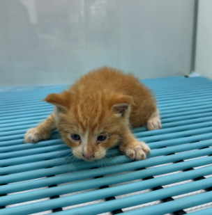 [고양이] 한국 고양이 울산-동구-2024-00173 유기동물 배경 이미지 입니다.