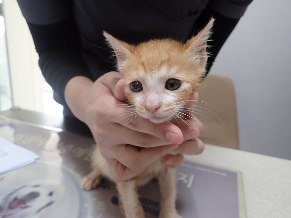 [고양이] 한국 고양이 대구-달성-2024-00564 유기동물 배경 이미지 입니다.