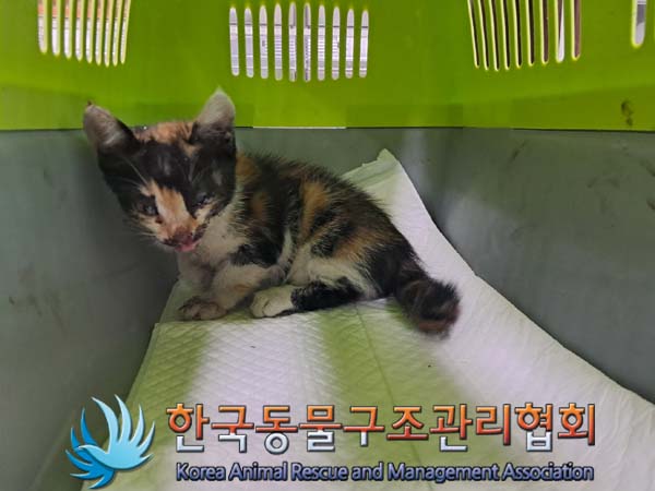 [고양이] 한국 고양이 서울-강서-2024-00168 유기동물 배경 이미지 입니다.