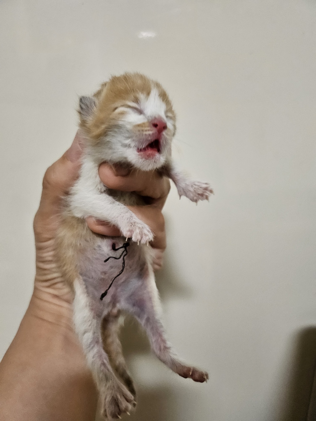 [고양이] 한국 고양이 인천-서구-2024-00872 유기동물 배경 이미지 입니다.