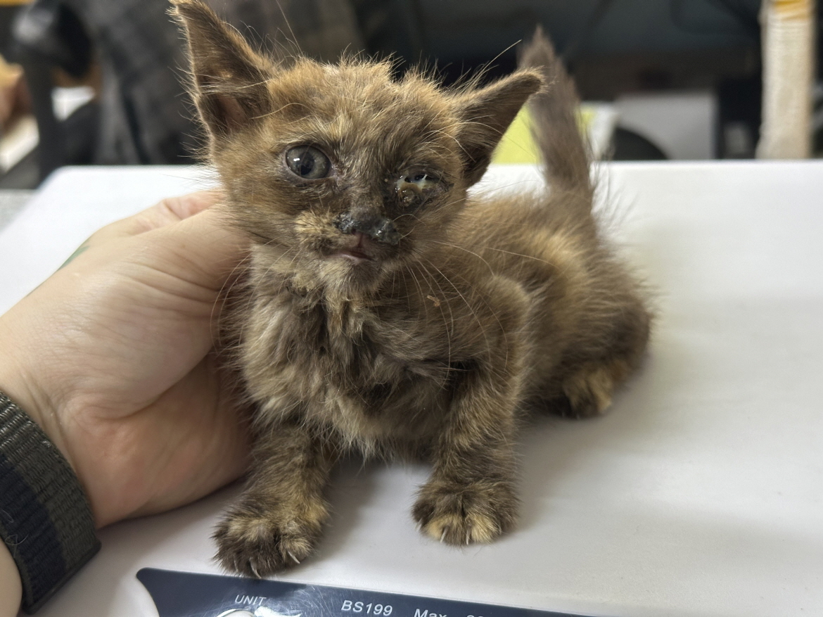 [고양이] 한국 고양이 광주-북구-2024-00567 유기동물 배경 이미지 입니다.