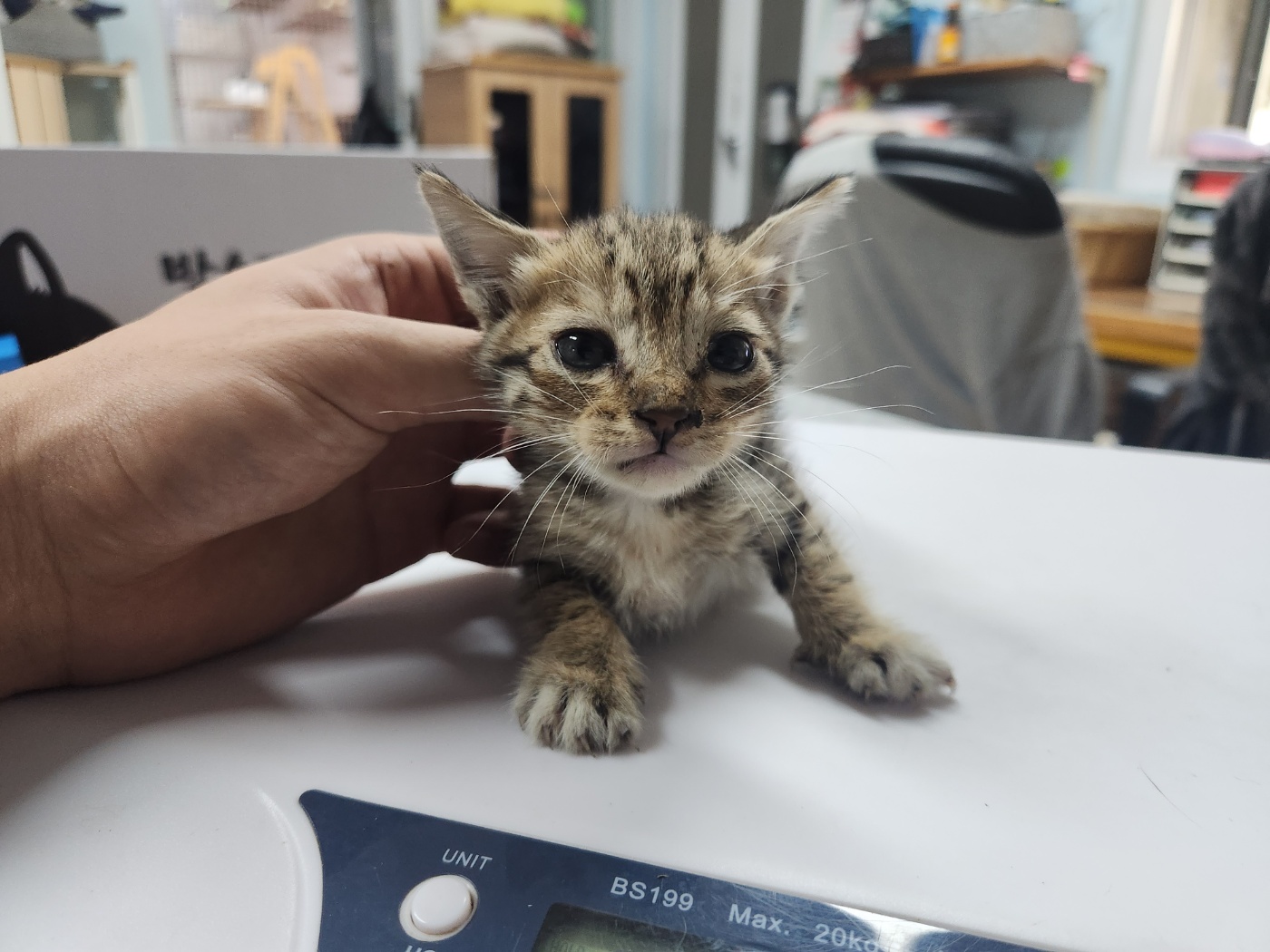 [고양이] 한국 고양이 광주-광산-2024-00631 유기동물 배경 이미지 입니다.