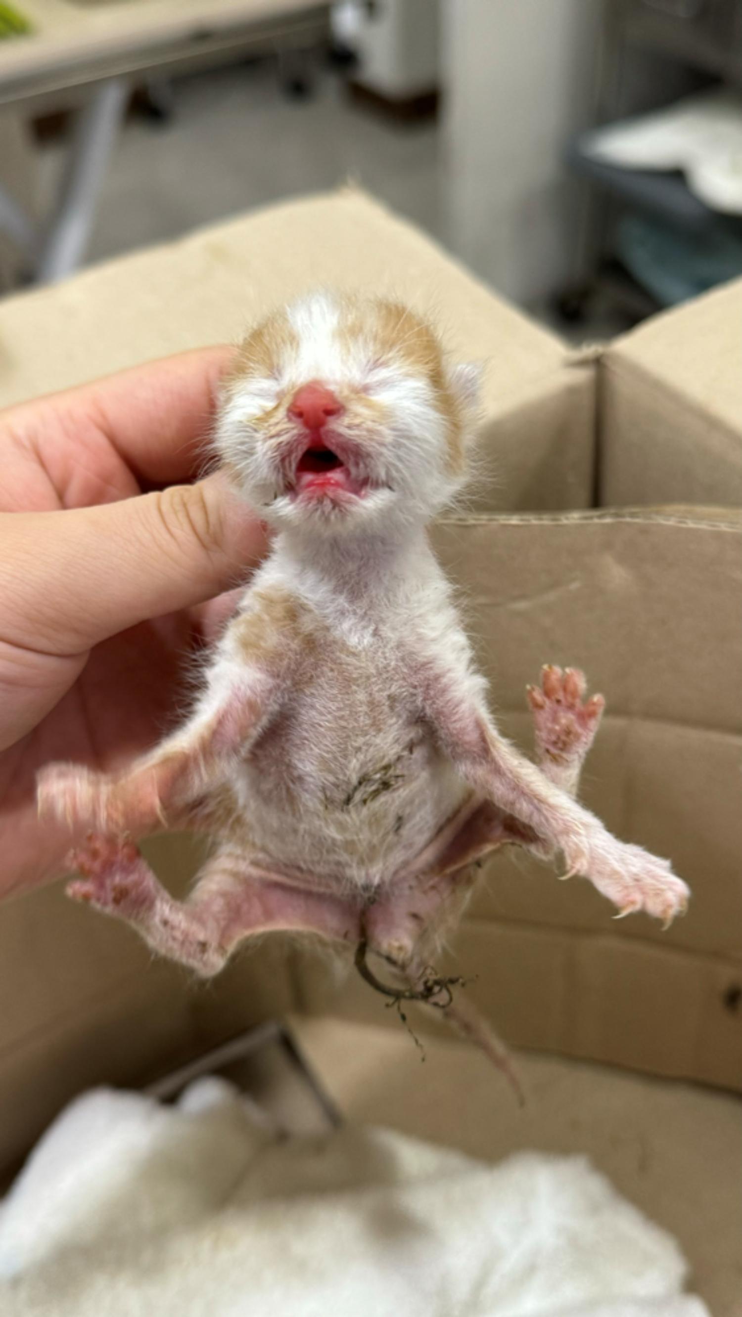 [고양이] 한국 고양이 대구-수성-2024-00629 유기동물 배경 이미지 입니다.